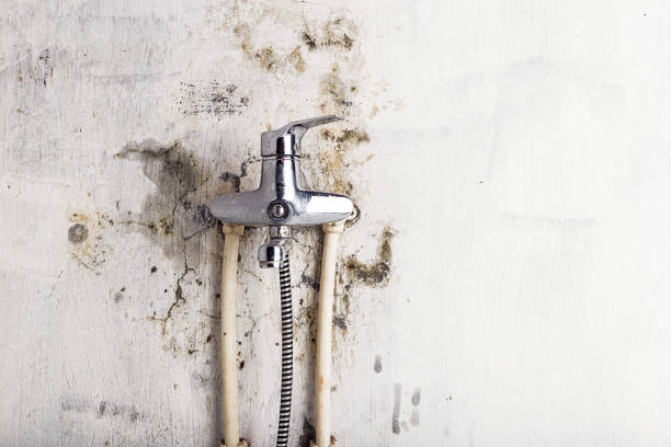 Best Residential Mold Removal  in Destin, FL
