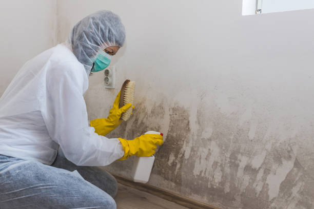Best Attic Mold Removal  in Destin, FL