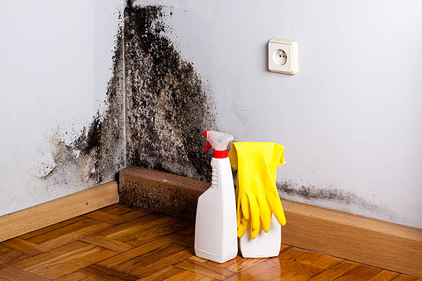Best Crawl Space Mold Removal  in Destin, FL